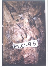 Exhibit P129-58 from Krstic trial - Srebrenica victim tied and then executed Bodies excavated from PLC mass grave